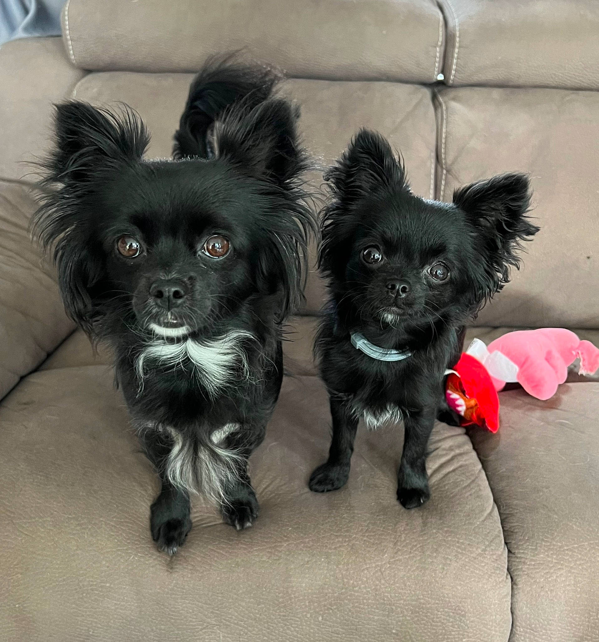 Sya a rejoint le concours — aidez-le/la à gagner de superbes lots ! canidae, carnivore, comfort, companion_dog, corgi_chihuahua, dog, dog_breed, dog_supply, fur, liver, non_sporting_group, paw, small_terrier, snout, sporting_group, tail, terrestrial_animal, toy_dog, whiskers, working_animal