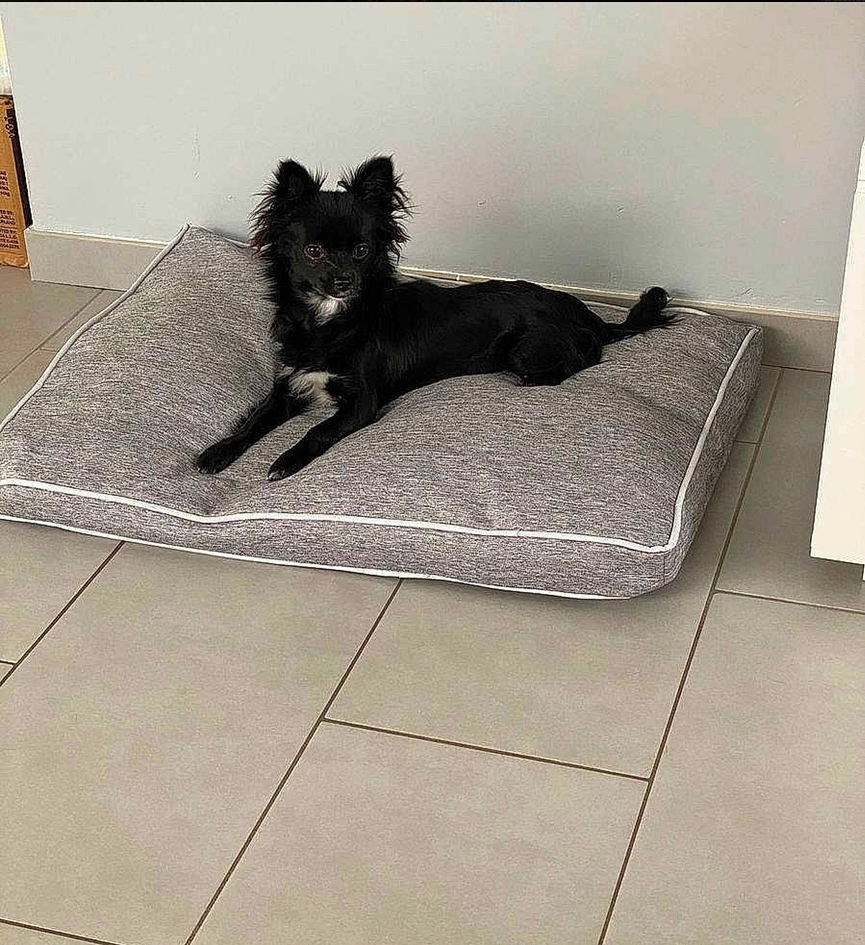 Malya a rejoint le concours — aidez-le/la à gagner de superbes lots ! cairn_terrier, canidae, carnivore, companion_dog, dog, dog_breed, floor, flooring, non_sporting_group, puppy, square, tail, terrier, tile