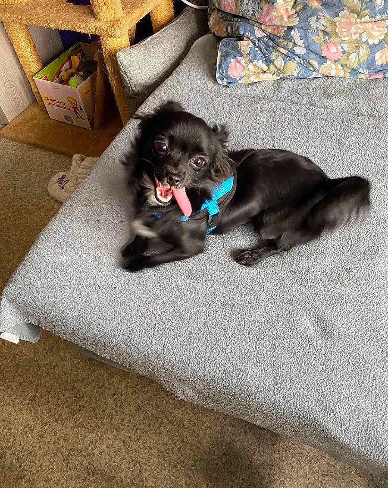 Malya a rejoint le concours — aidez-le/la à gagner de superbes lots ! canidae, carnivore, comfort, companion_dog, dog, dog_breed, non_sporting_group, puppy, shih_tzu, sporting_group