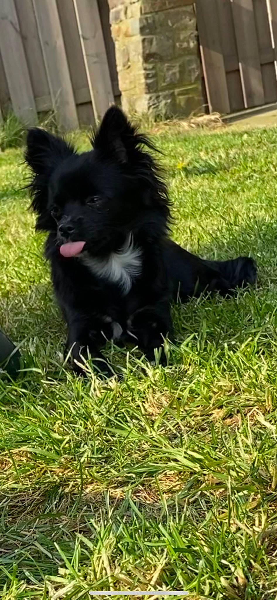 Malya participe au concours pour gagner de l'argent avec cette photo : canidae, carnivore, companion_dog, dog, dog_breed, german_spitz_mittel, grass, mammal, pomeranian, schipperke, vertebrate