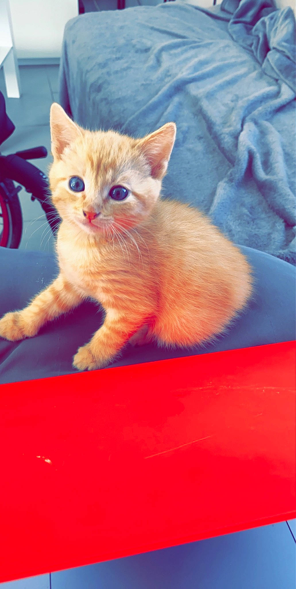 Maé participe au concours pour gagner de l'argent avec cette photo : carnivore, cat, claw, comfort, domestic_short_haired_cat, electric_blue, eye, fawn, felidae, foot, fur, orange, paw, sitting, small_to_medium_sized_cats, snout, tail, whiskers, window, wood