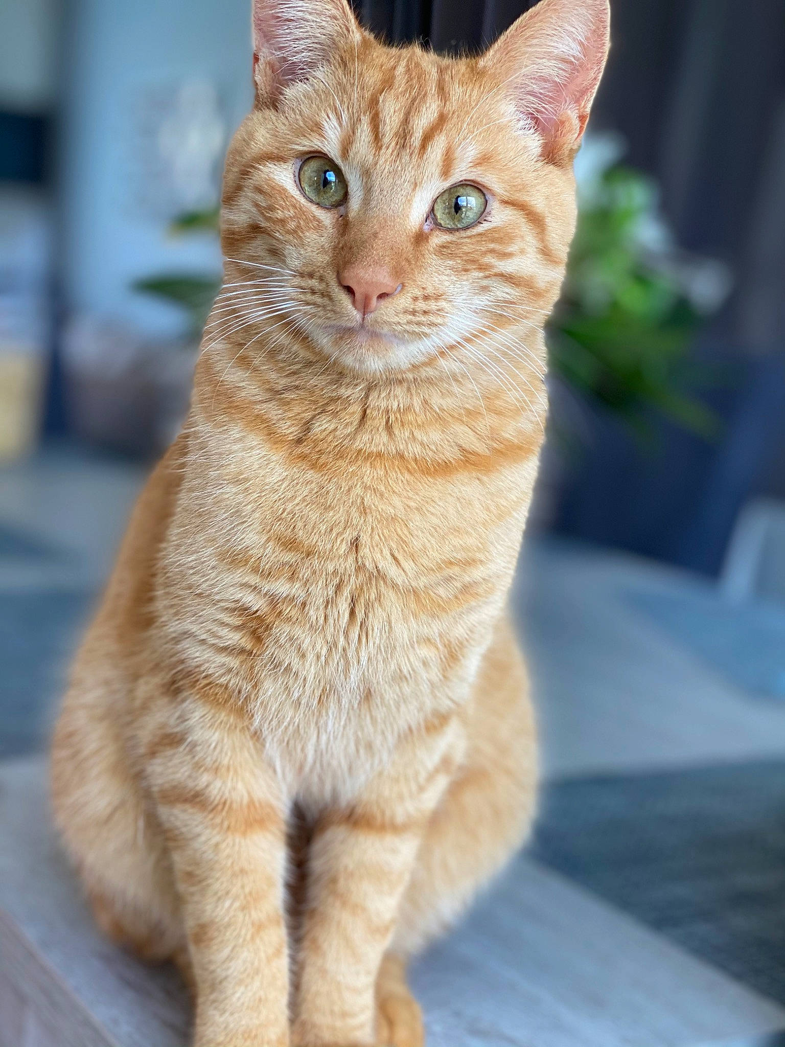 Maé a rejoint le concours — aidez-le/la à gagner de superbes lots ! blue, carnivore, cat, eye, felidae, green, kitten, mammal, nature, organism, photograph, sand, sitting, small_to_medium_sized_cats, snout, tail, vertebrate, whiskers, white, yellow