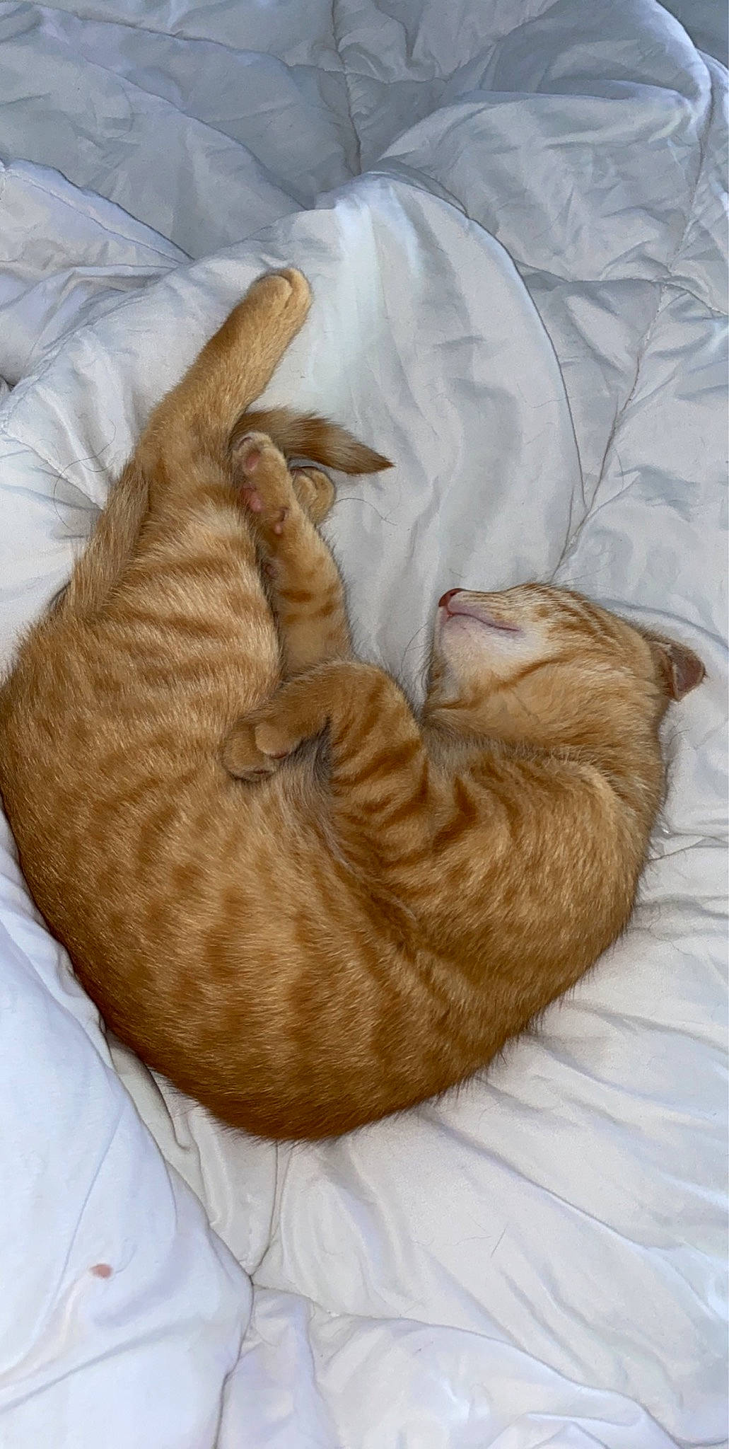 Maé a rejoint le concours — aidez-le/la à gagner de superbes lots ! bed, carnivore, cat, cat_bed, cat_supply, claw, comfort, domestic_short_haired_cat, fawn, felidae, fur, gesture, linens, liver, nap, paw, small_to_medium_sized_cats, tail, whiskers, wood