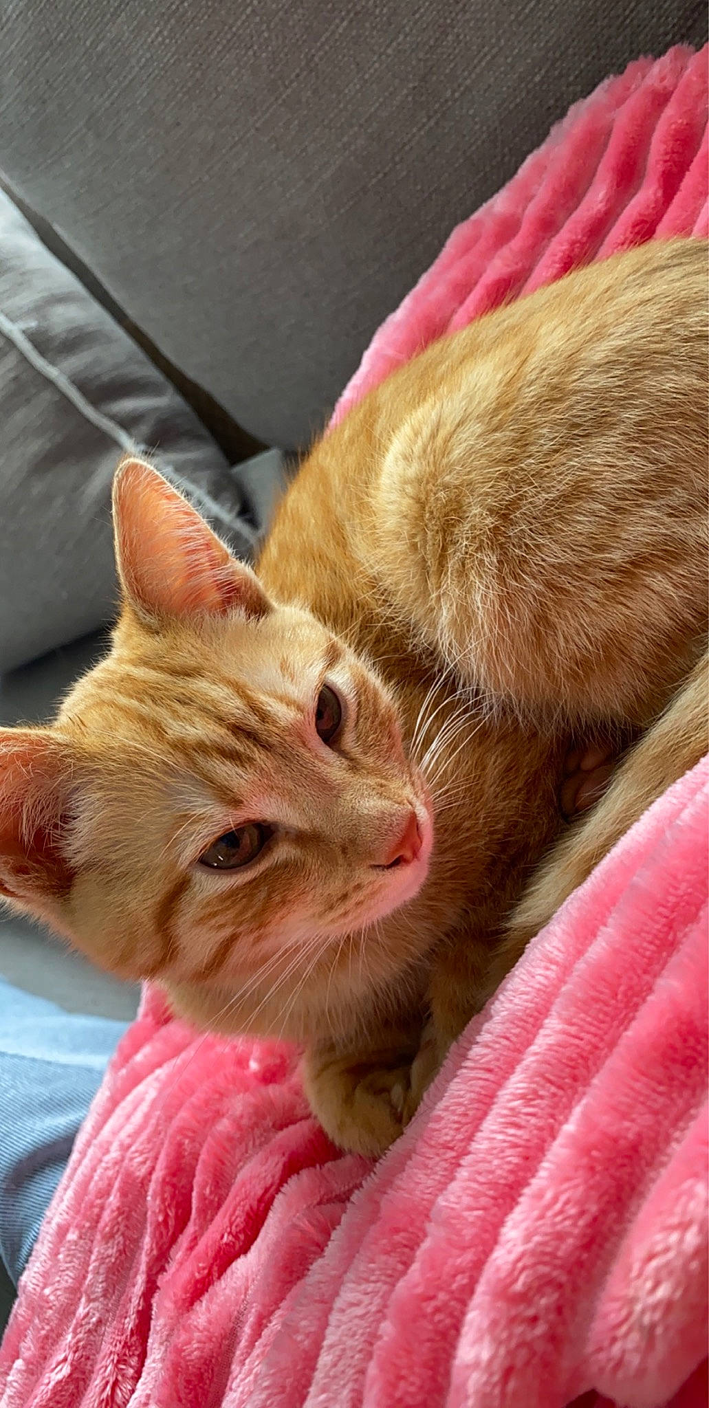 Maé participe au concours pour gagner de l'argent avec cette photo : carnivore, cat, cat_supply, claw, comfort, domestic_short_haired_cat, ear, fawn, felidae, fur, linens, nap, paw, small_to_medium_sized_cats, snout, whiskers