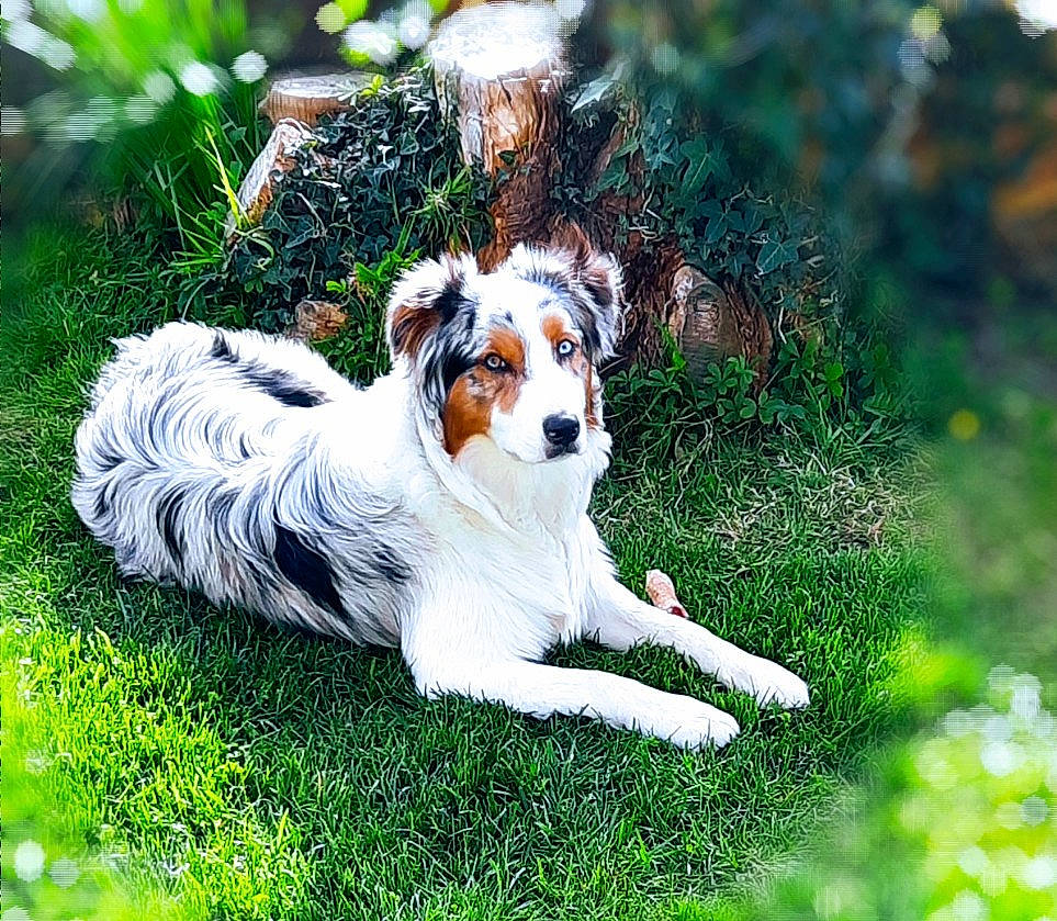 Roxy participe au concours pour gagner de l'argent avec cette photo : canidae, carnivore, companion_dog, dog, dog_breed, fawn, felidae, fur, grass, grassland, groundcover, herding_dog, plant, shetland_sheepdog, snout, sporting_group, tail, terrestrial_animal, toy_dog, whiskers