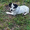 Echo is registered to the contest to win money with this photo: puppy, dog, grass, outdoor, animal, pet, lying_down, curious, black_and_white, young, nature, canine, fur, ears, snout, ground, playful, small, cute, alert