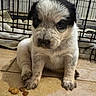 Echo is registered to the contest to win money with this photo: puppy, dog, pet, animal, cute, young, sitting, floor, indoor, fur, black_and_white, blanket, crate, tile, paw, treat, closeup, companion, domestic, adorable