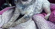 Echo joined the competition — help win amazing prizes! puppy, dog, animal, pet, blanket, indoor, cute, fur, laying, young, cozy, soft, pink, white, speckled, portrait, fur_texture, resting, companion, curious