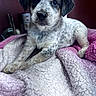 puppy, dog, animal, pet, blanket, indoor, cute, fur, laying, young, cozy, soft, pink, white, speckled, portrait, fur_texture, resting, companion, curious