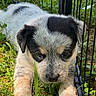 puppy, dog, grass, outdoor, pet, black_and_white, young_animal, cute, fence, nature, animal, closeup, fur, playful, summer, greenery, adorable, small, mammal, canine