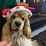 Oslo participe au concours pour gagner de l'argent avec cette photo : dog, santa_hat, indoor, black_couch, rug, hand, furniture, decor, pet, long_hair, golden, white, festive, christmas, red, stars, living_room, cozy, cute, animal