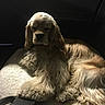 dog, golden_retriever, pet, animal, fur, car_interior, blanket, seat, resting, cozy, long_hair, indoors, canine, comfort, leisure, relaxation, mammal, companion, cute, sleepy