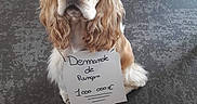 Oslo a rejoint le concours — aidez-le/la à gagner de superbes lots ! animal, companion, cute, dog, domestic, ears, expression, eyes, floor, fur, handwritten, indoor, mammal, nose, paper, pet, ransom, ribbon, sign, sitting