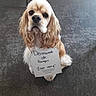 Oslo a rejoint le concours — aidez-le/la à gagner de superbes lots ! dog, pet, ransom, sign, handwritten, floor, indoor, cute, animal, mammal, fur, ears, eyes, nose, sitting, expression, domestic, companion, ribbon, paper