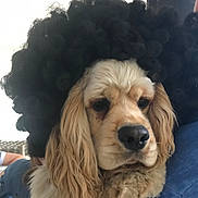 Oslo participe au concours pour gagner de l'argent avec cette photo : dog, pet, animal, curly_wig, costume, portrait, golden_fur, cute, indoor, closeup, fluffy, ears, face, adorable, funny, hairstyle, mammal, domestic_animal, companion, expression