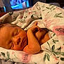 newborn, baby, sleeping, blanket, floral, soft, cozy, indoors, infant, peaceful, cute, wrapped, hand, face, skin, warm, resting, portrait, calm, tender