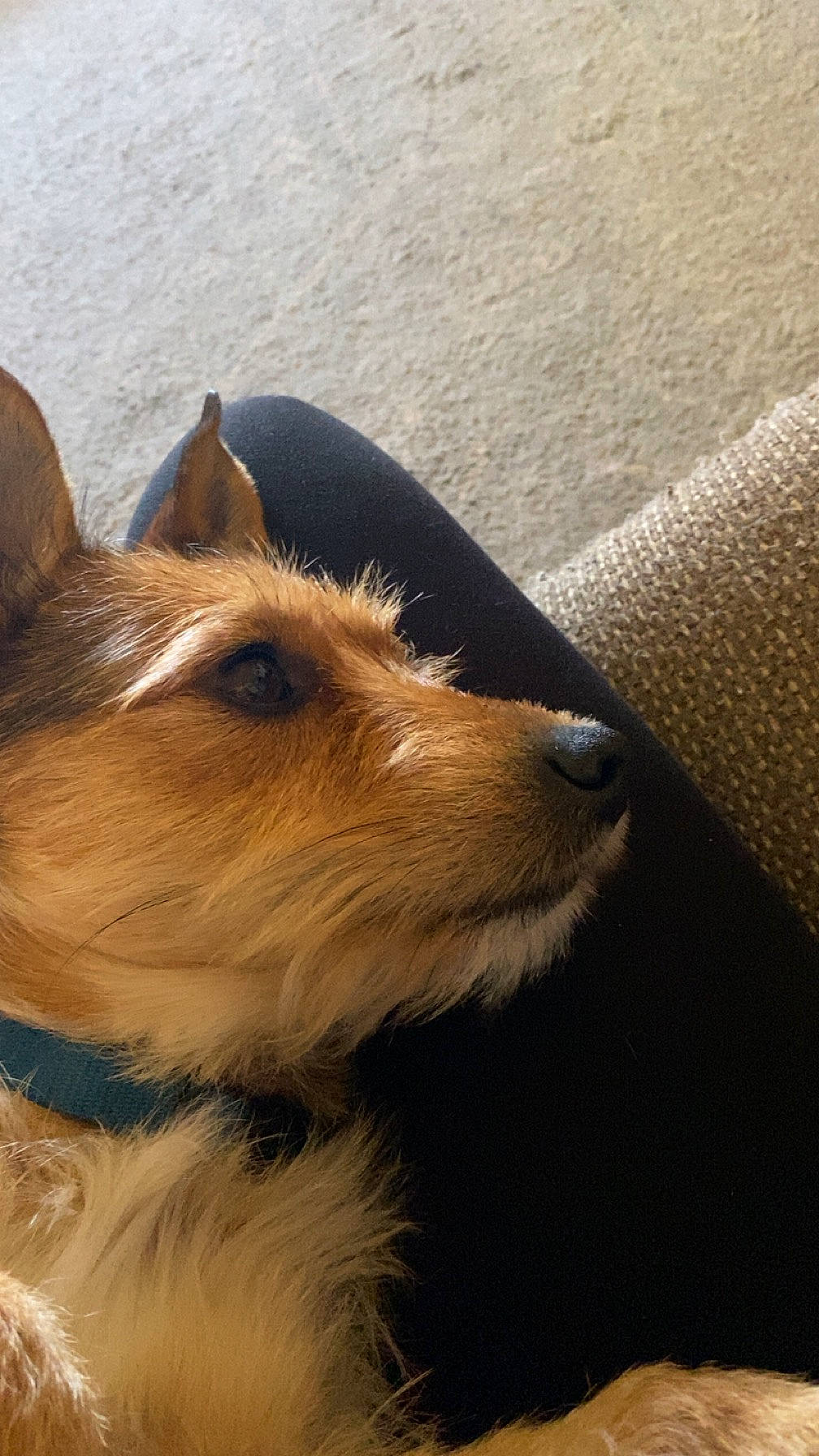 Copper is registered to the contest to win money with this photo: carnivore, collar, companion_dog, dog, dog_breed, fawn, fur, small_terrier, snout, sporting_group, terrestrial_animal, whiskers, wood, working_animal, working_dog