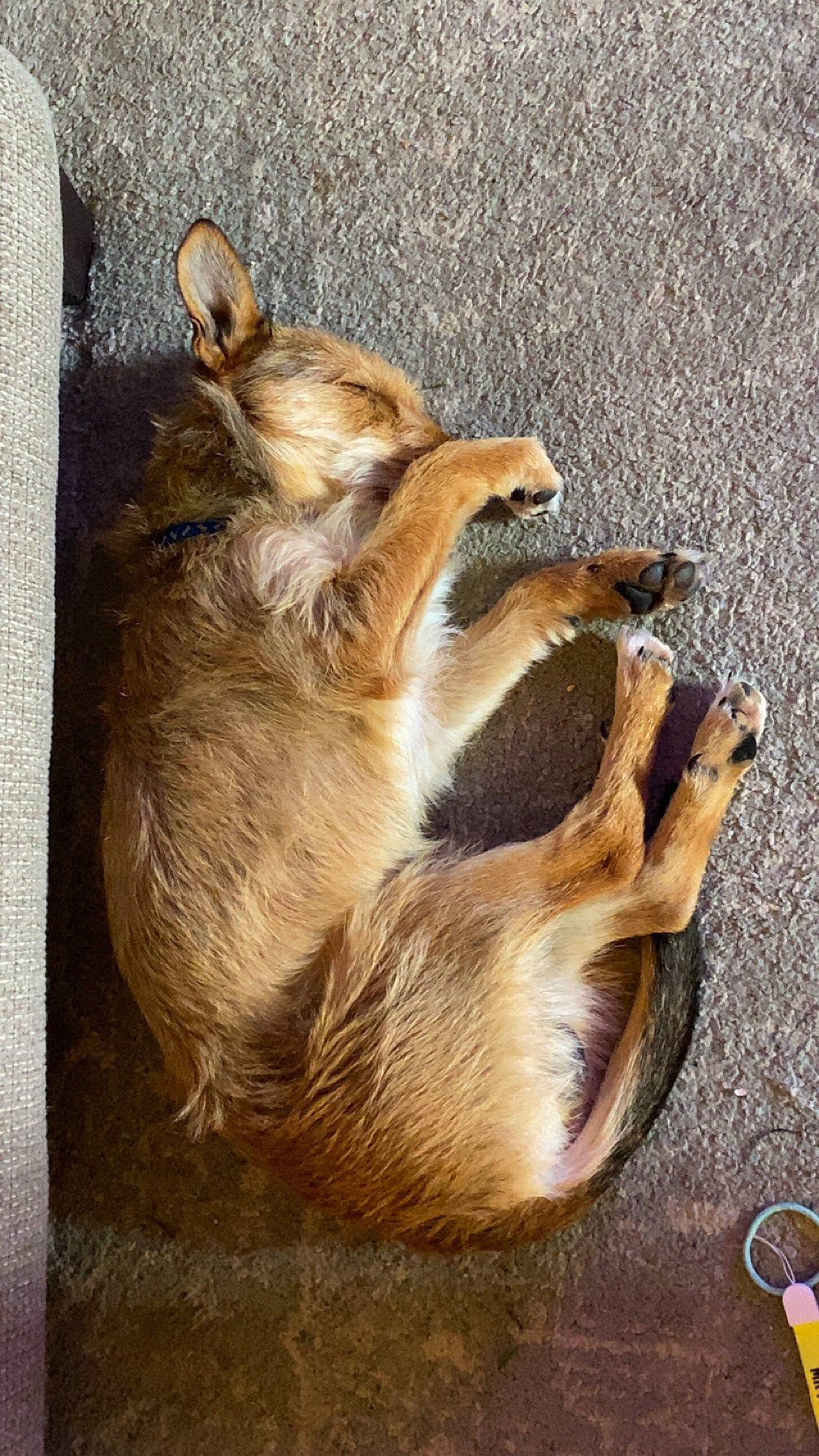 Copper is registered to the contest to win money with this photo: carnivore, claw, companion_dog, dog, dog_breed, felidae, fur, paw, small_to_medium_sized_cats, tail, terrestrial_animal, whiskers, wildlife, wood