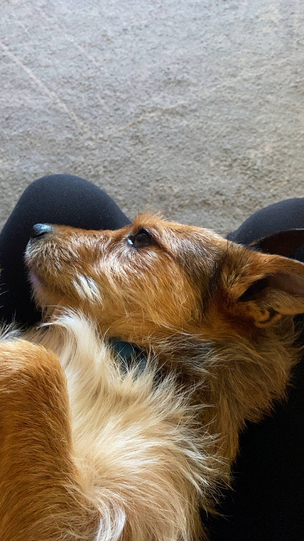 Copper joined the competition — help win amazing prizes! canidae, carnivore, claw, close_up, companion_dog, dog, dog_breed, fawn, felidae, fur, liver, paw, small_to_medium_sized_cats, snout, sporting_group, tail, terrestrial_animal, terrier, whiskers, wood