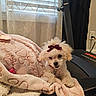 Molly is registered to the contest to win money with this photo: blanket, bow, collar, cozy, curtains, cute, dog, domestic_animal, fluffy, fur, heart_pattern, home, indoor, pet, pink_blanket, puppy, resting, small_dog, treadmill, window