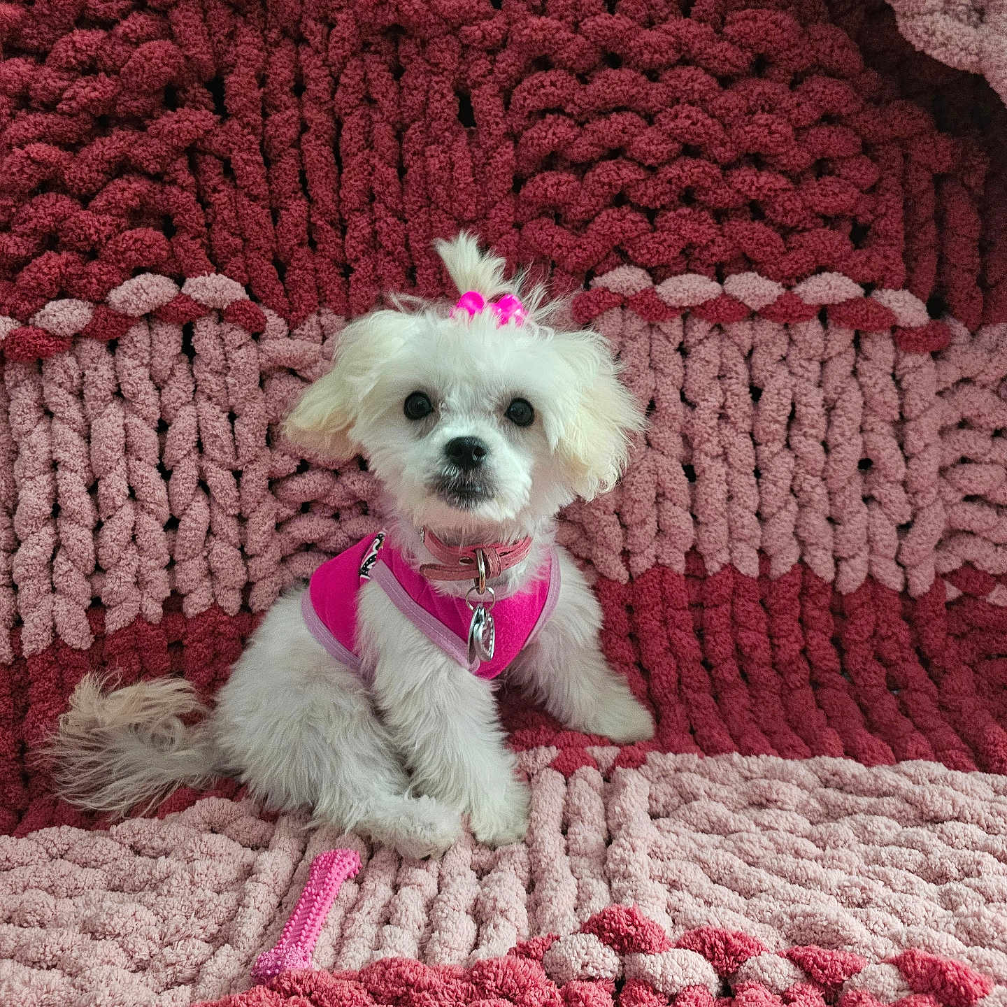 Molly