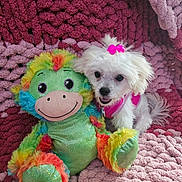 Molly is registered to the contest to win money with this photo: puppy, dog, white_dog, bow, pink_bow, plush_toy, colorful_toy, stuffed_monkey, pink_blanket, cozy, textured_blanket, indoor, pet, cute, small_dog, happy, playful, animal, soft, companion