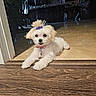 animal, chair, collar, cute, dog, floor, fluffy, hair_tie, home, indoor, kitchen, pet, puppy, purple_flower, refrigerator, relaxed, small_dog, tile_floor, white_dog, wood_floor