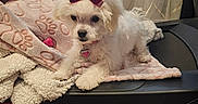 Molly joined the competition — help win amazing prizes! blanket, bow, collar, cozy, curtain, cute, decor, dog, domestic, floor, fur, heart_tag, indoor, pet, resting, small_dog, soft_texture, treadmill, white_dog, window