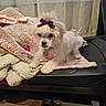 blanket, bow, collar, cozy, curtain, cute, decor, dog, domestic, floor, fur, heart_tag, indoor, pet, resting, small_dog, soft_texture, treadmill, white_dog, window