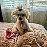animal, bed, blanket, collar, cozy, curtains, cute, dog, domestic_pet, fluffy, fur, hair_tie, indoor, pet, pink, plush_toy, puppy, small_dog, soft_light, window