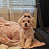 Molly joined the competition — help win amazing prizes! blanket, bow, collar, cozy, curtains, cute, dog, fluffy, fur, indoor, paw_print, pet, pink, purple_bow, sitting, small_dog, soft_texture, treadmill, white_dog, window