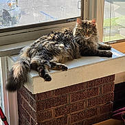 Sophie is registered to the contest to win money with this photo: animal, brick, cat, ears, feline, fluffy, green_eyes, home, indoor, long_hair, lounging, pet, portrait, sitting, sunlight, tabby, tail, whiskers, window, windowsill