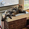 animal, brick, cat, ears, feline, fluffy, green_eyes, home, indoor, long_hair, lounging, pet, portrait, sitting, sunlight, tabby, tail, whiskers, window, windowsill