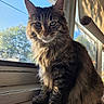 Sophie is registered to the contest to win money with this photo: brown, cat, close_up, ears, eyes, feline, fluffy, fur, gray, home, indoor, long_hair, pet, portrait, sitting, sunlight, tabby, whiskers, window, wooden_sill