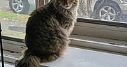 Sophie is registered to the contest to win money with this photo: animal, brown, cat, ears, feline, fluffy, fur, gray, indoors, long_hair, parked_cars, pet, portrait, sitting, tabby, tail, tree, whiskers, window, windowsill