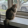 animal, brown, cat, ears, feline, fluffy, fur, gray, indoors, long_hair, parked_cars, pet, portrait, sitting, tabby, tail, tree, whiskers, window, windowsill