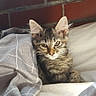 Sophie is registered to the contest to win money with this photo: animal, bed, bedding, bedroom, blanket, brick_wall, cat, cozy, ears, eyes, face, feline, fur, indoors, kitten, pet, portrait, sitting, tabby, whiskers