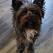 Gracie Bell joined the competition — help win amazing prizes! dog, pet, small_dog, fur, ears, floor, wooden_floor, indoor, curious, animal, mammal, cute, closeup, looking_up, portrait, companion, domestic_animal, friendly, brown_fur, alert