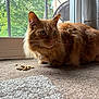 Ron is registered to the contest to win money with this photo: alert, animal, carpet, cat, closeup, curtain, domestic, ears, feline, fluffy_fur, ginger_cat, greenery, indoor, kibble, natural_light, pet, resting, tail, whiskers, window