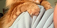 Ron is registered to the contest to win money with this photo: animal, cat, closeup, cozy, decor, ears, eyes, fluffy, fur, hoodie, indoor, orange_cat, paws, person_partial, pet, portrait, shoulder, tapestry, warm_colors, whiskers