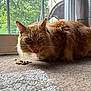 Ron joined the competition — help win amazing prizes! animal, carpet, cat, closeup, curious, cute, domestic_cat, feline, fluffy, food, fur, ginger_cat, home, indoor, kibble, natural_light, pet, tail, tongue_out, window