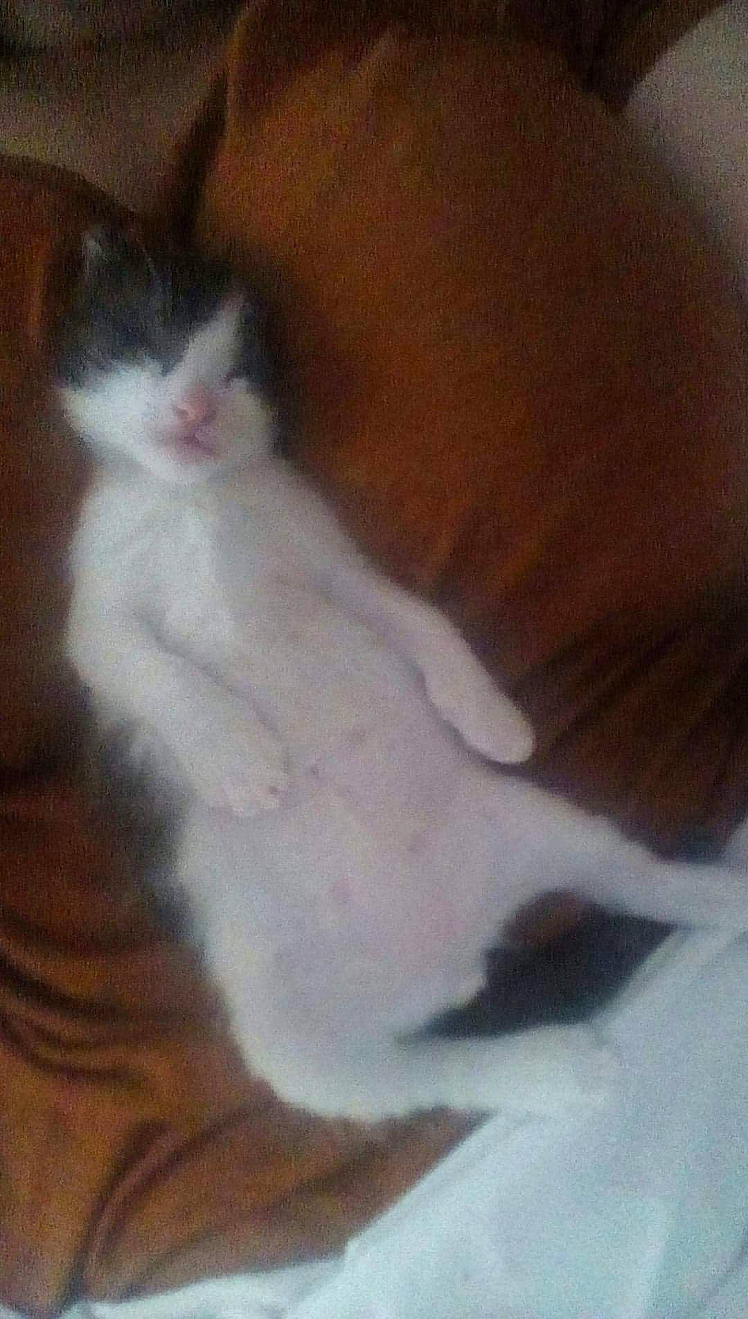 Samaël participe au concours pour gagner de l'argent avec cette photo : aegean_cat, british_longhair, carnivore, cat, domestic_long_haired_cat, fawn, felidae, kitten, mammal, napoleon_cat, norwegian_forest_cat, persian, polydactyl_cat, ragamuffin, ragdoll, small_to_medium_sized_cats, tail, turkish_angora, turkish_van, whiskers