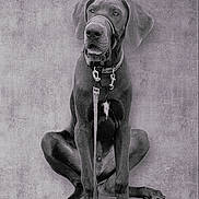 Parker is registered to the contest to win money with this photo: animal, background, black_and_white, calm, canine, dog, ears, great_dane, harness, indoor, large_dog, leash, monochrome, noble, paw, pet, portrait, sitting, studio, texture