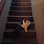 animal, black_and_white, carpet, cat, curious, cute, dim_light, feline, fluffy, home, indoor, looking, pet, quiet, railing, shadow, sitting, stairs, step, wall
