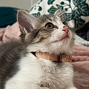 Nala participe au concours pour gagner de l'argent avec cette photo : kitten, cat, pet, collar, feline, whiskers, fur, paw, cute, domestic_animal, indoor, resting, closeup, young, curious, soft, blanket, cozy, home, patterned_pillow