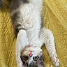 cat, kitten, upside_down, stretching, yellow_blanket, quilted, fluffy, pink_nose, pink_paw_pads, whiskers, fur, pet, cute, animal, indoor, relaxed, playful, eyes, ears, lying_down