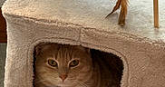 Milo a rejoint le concours — aidez-le/la à gagner de superbes lots ! animal, cat, cat_condo, collar, comfort, cozy, curious, cute, feathers, feline, home, indoor, looking, orange_tabby, pet, plush, relaxed, resting, soft_texture, toy