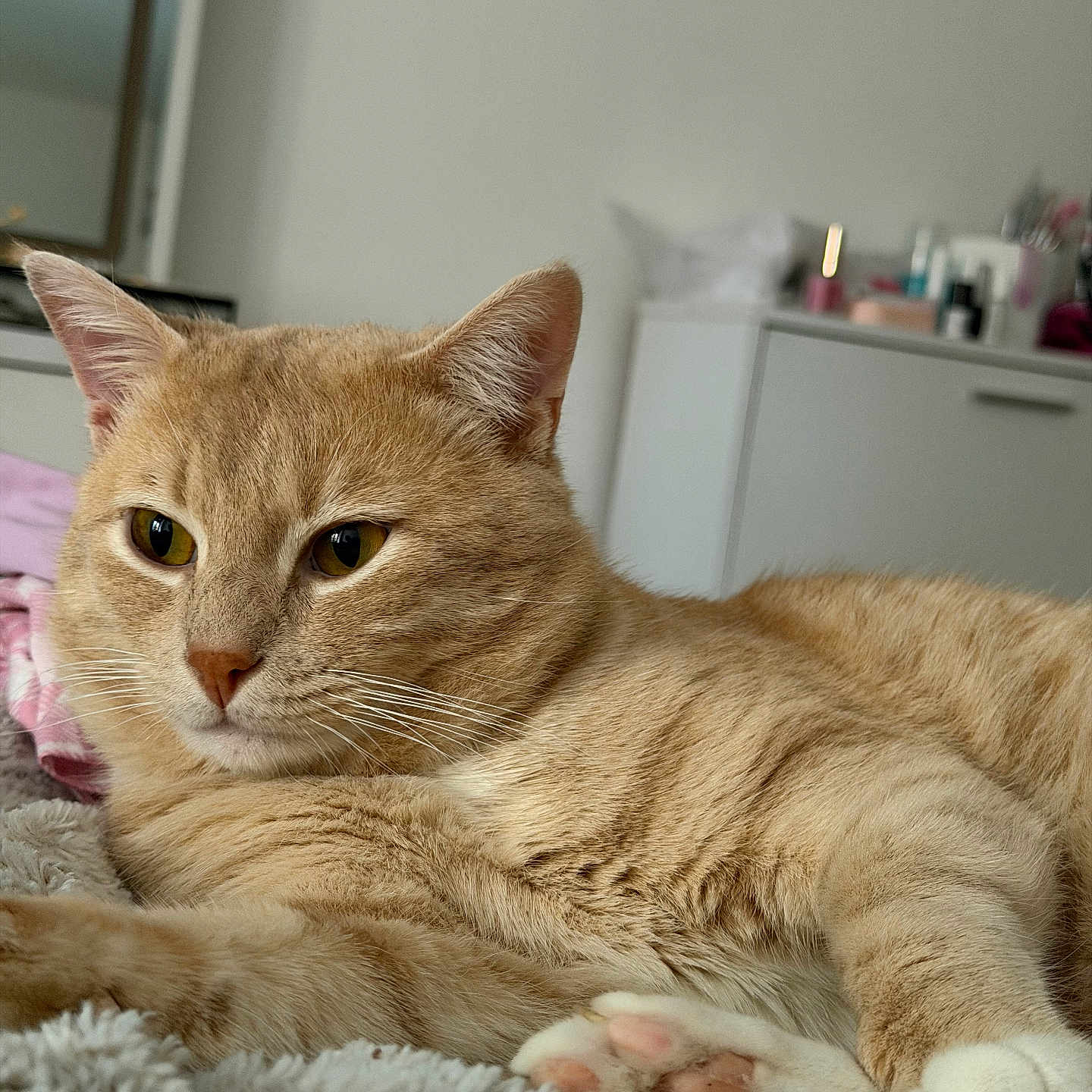 Milo a rejoint le concours — aidez-le/la à gagner de superbes lots ! cat, ginger_cat, pet, animal, feline, relaxed, lying_down, fluffy_blanket, indoor, cozy, bedroom, fur, whiskers, ears, paws, pink_paw_pads, close_up, natural_light, domestic_cat, resting