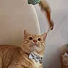 cat, ginger_cat, bowtie, toy, feather, curious, indoor, pet, feline, blanket, paw, whiskers, alert, relaxed, bedroom, soft_lighting, closeup, animal, domestic_cat, cute