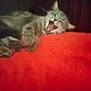 cat, yawning, animal, pet, feline, fur, whiskers, paw, red_surface, indoor, cozy, relaxed, sleepy, mouth_open, blurred, low_light, resting, cute, tabby, domestic_animal